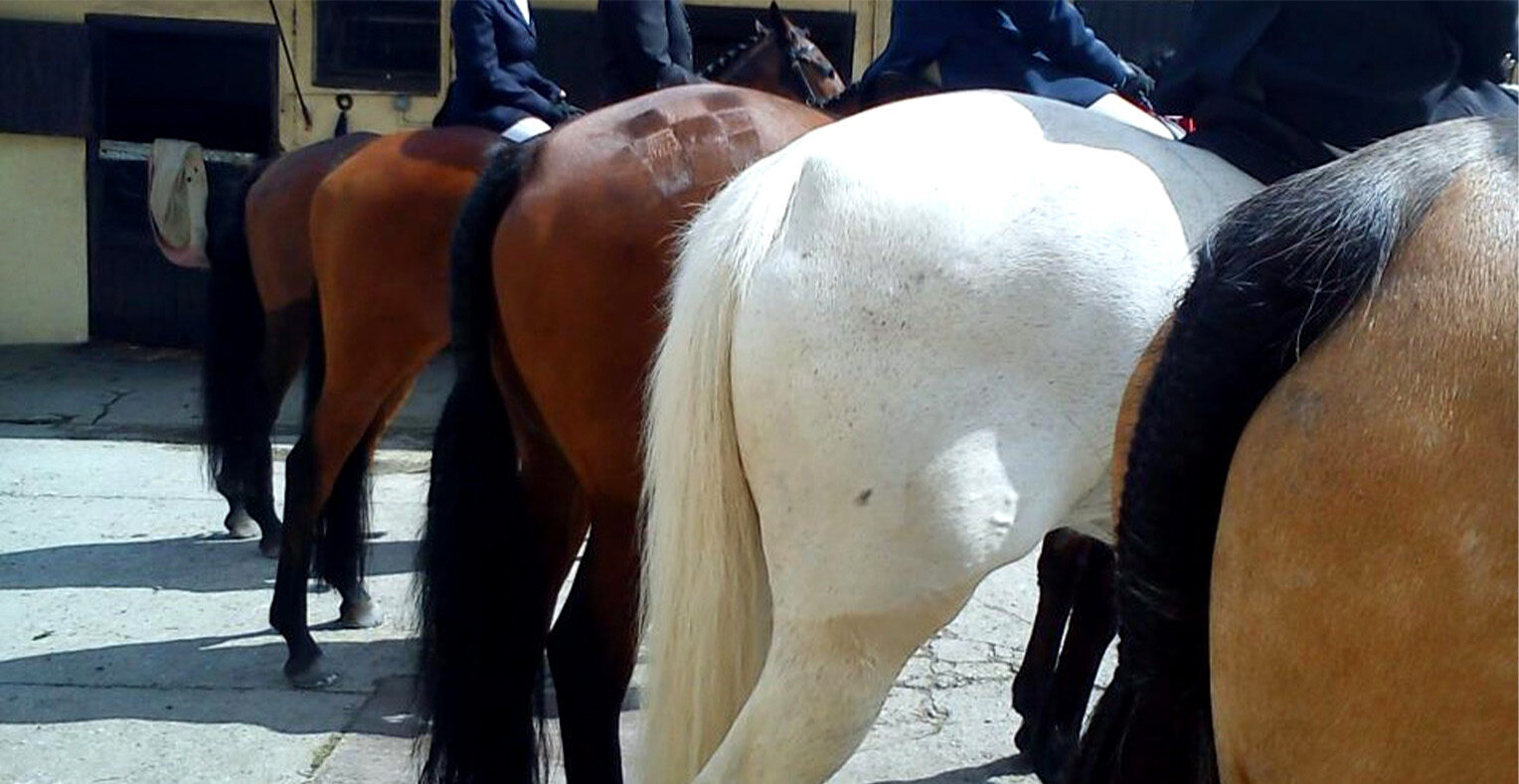 The back of five horses with riders